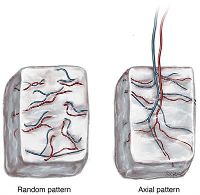 Convergence of Scaffold-Guided Bone Reconstruction and Surgical Vascularization Strategies—A Quest for Regenerative Matching Axial Vascularization